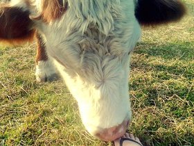 2012-07-27-2 Benson and Jo (c) Joanne Bush.jpg